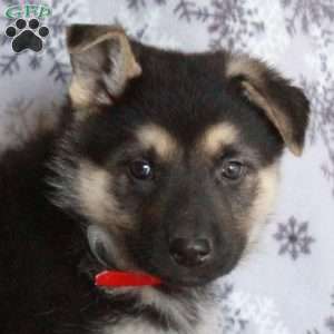 Jellybean, German Shepherd Puppy