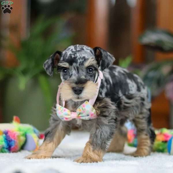 Jemma, Miniature Schnauzer Puppy