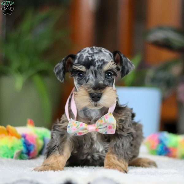 Jemma, Miniature Schnauzer Puppy