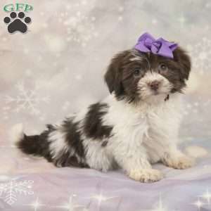 Jenna, Havanese Puppy