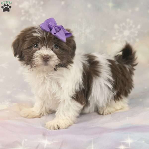 Jenna, Havanese Puppy