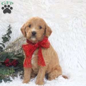 Jenna, Mini Goldendoodle Puppy