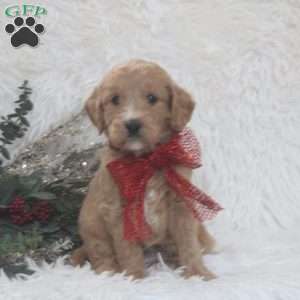 Jenna, Mini Goldendoodle Puppy