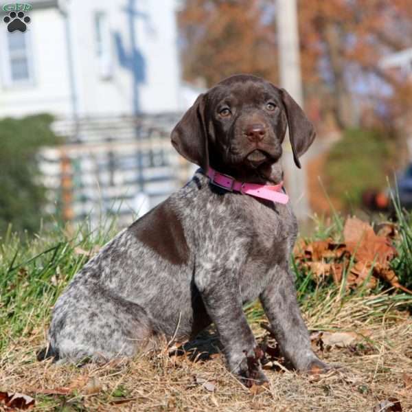 Jenna, German Shorthaired Pointer Puppy