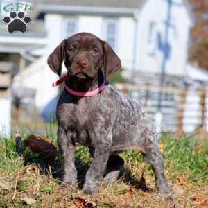 Jenna, German Shorthaired Pointer Puppy