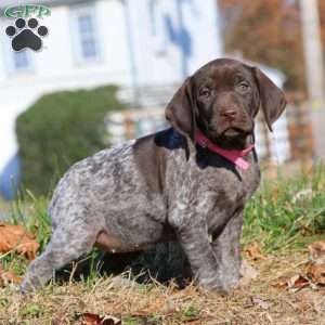 Jenna, German Shorthaired Pointer Puppy