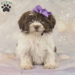 Jenna, Havanese Puppy