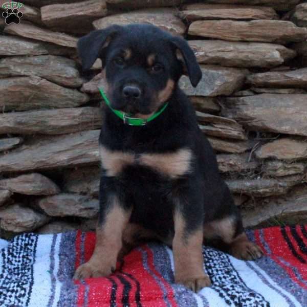 Jeremiah, German Shepherd Mix Puppy