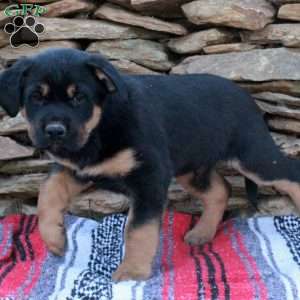 Jeremiah, German Shepherd Mix Puppy