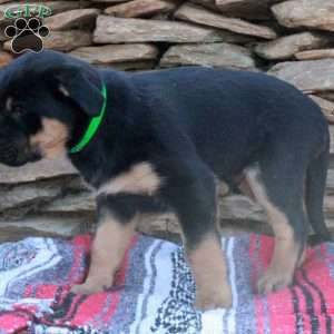 Jeremiah, German Shepherd Mix Puppy