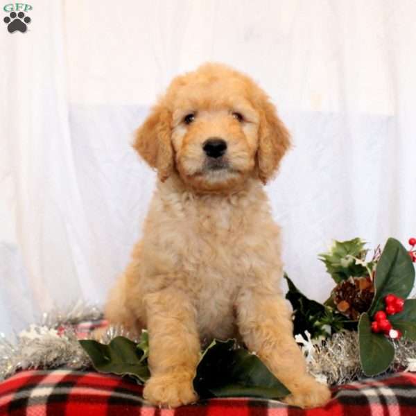 Jerome, Goldendoodle Puppy