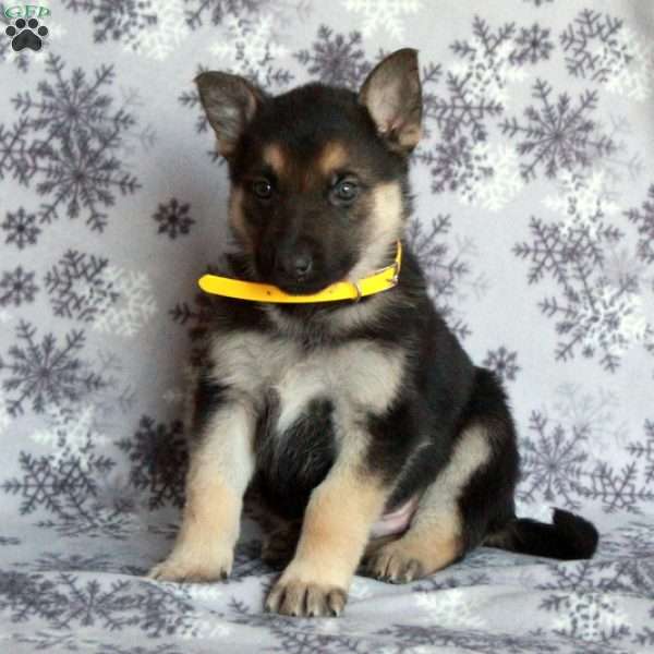 Jerry, German Shepherd Puppy