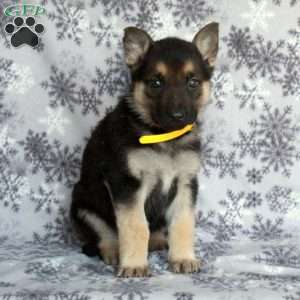 Jerry, German Shepherd Puppy