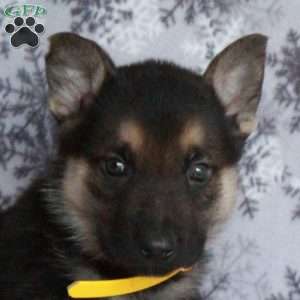 Jerry, German Shepherd Puppy