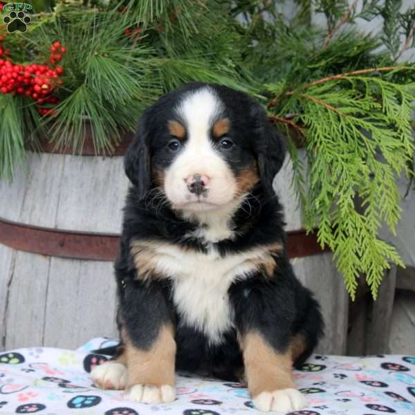 Jess, Bernese Mountain Dog Puppy