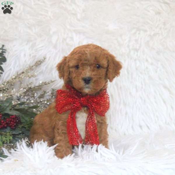 Jess, Mini Goldendoodle Puppy