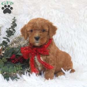 Jess, Mini Goldendoodle Puppy