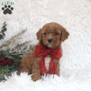 Jess, Mini Goldendoodle Puppy