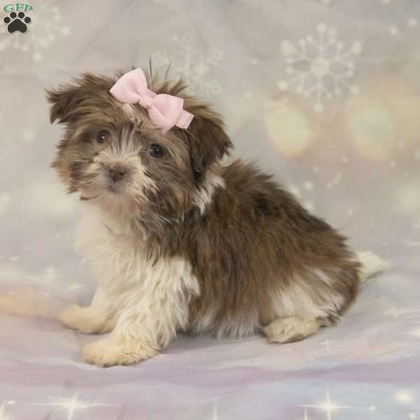 Jewel, Havanese Puppy