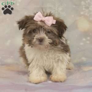 Jewel, Havanese Puppy