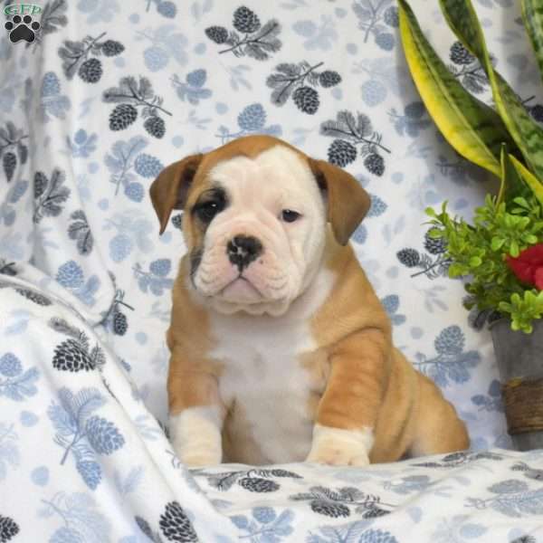 Jewel, Olde English Bulldogge Puppy