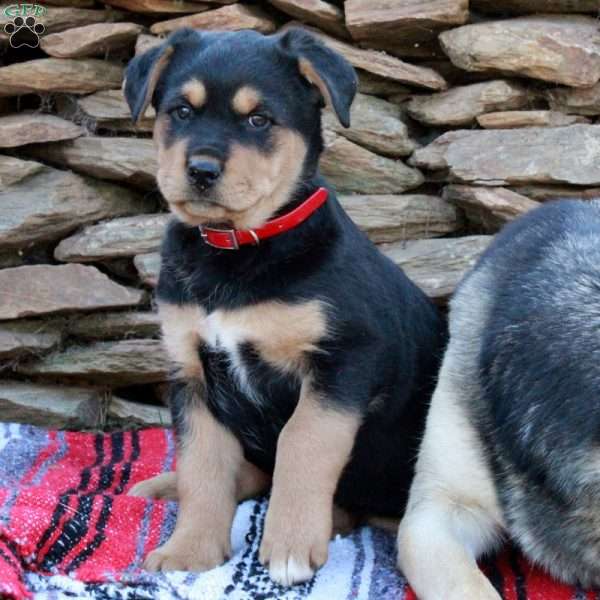 Jewel, German Shepherd Mix Puppy