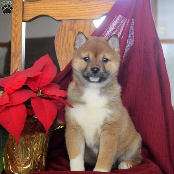 Jewel, Shiba Inu Puppy