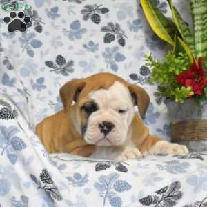 Jewel, Olde English Bulldogge Puppy