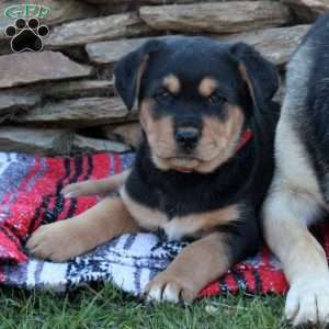 Jewel, German Shepherd Mix Puppy