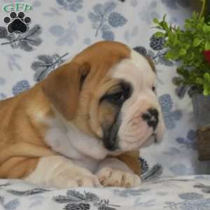 Jewel, Olde English Bulldogge Puppy