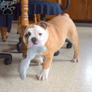 Jewel, Olde English Bulldogge Puppy