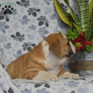 Jewel, Olde English Bulldogge Puppy