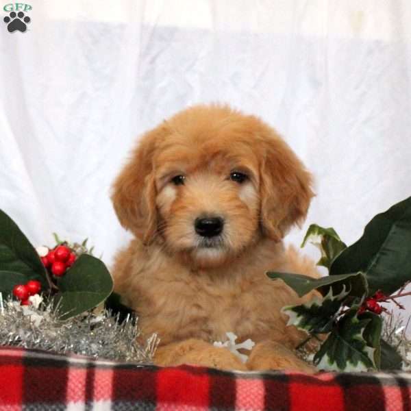 Jerry, Goldendoodle Puppy