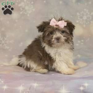 Jewel, Havanese Puppy