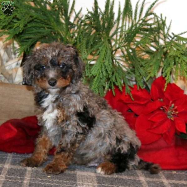 Jiffy, Bernedoodle Puppy