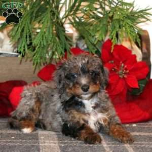 Jiffy, Bernedoodle Puppy