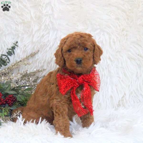 Jill, Mini Goldendoodle Puppy