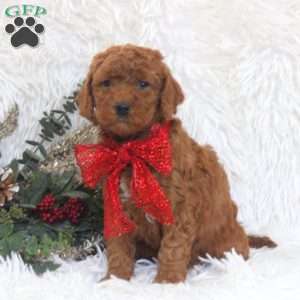 Jill, Mini Goldendoodle Puppy