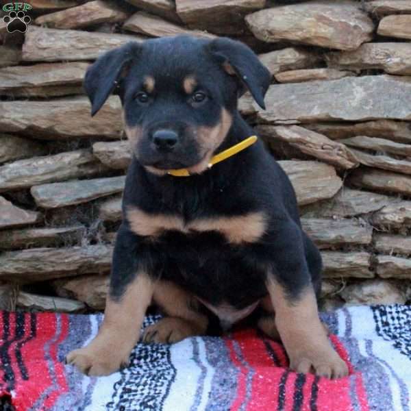 Jimbo, German Shepherd Mix Puppy