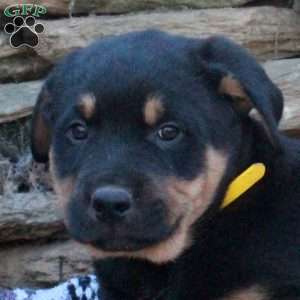 Jimbo, German Shepherd Mix Puppy