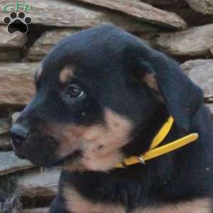 Jimbo, German Shepherd Mix Puppy