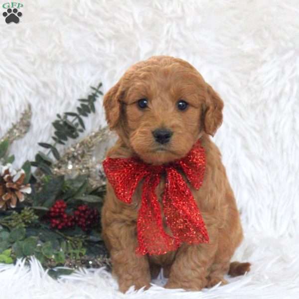 Jimmy, Mini Goldendoodle Puppy