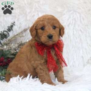 Jimmy, Mini Goldendoodle Puppy