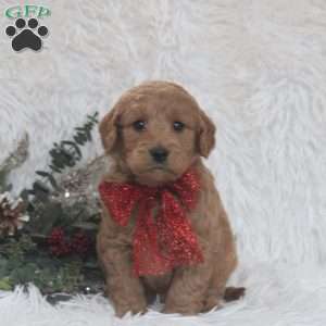 Jimmy, Mini Goldendoodle Puppy