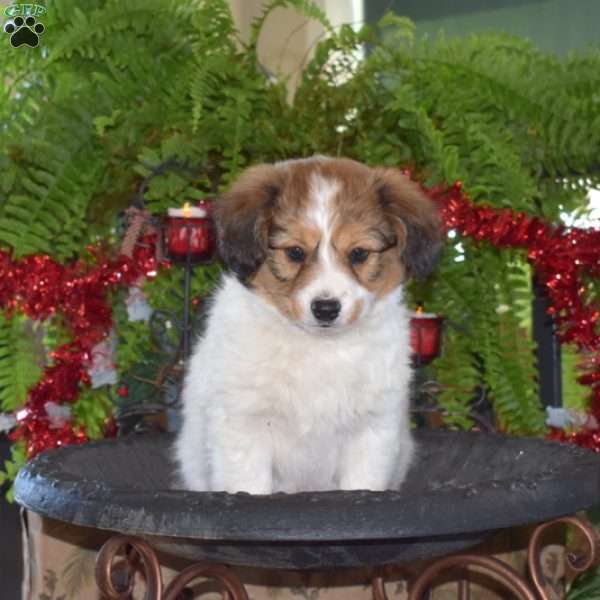 Jingle Bells, Papillon Puppy