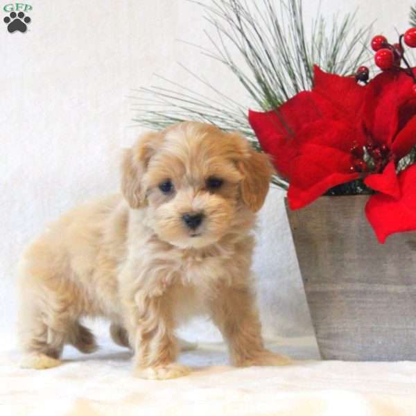 Jingle, Maltipoo Puppy