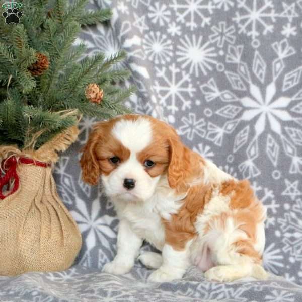 Jingle, Cavalier King Charles Spaniel Puppy