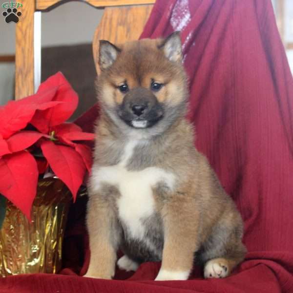 Jingle, Shiba Inu Puppy