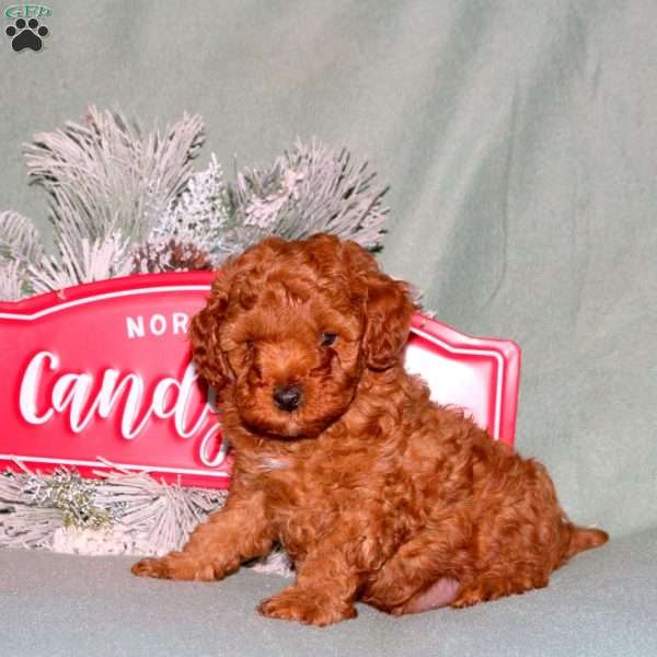 Jingle, Cavapoo Puppy