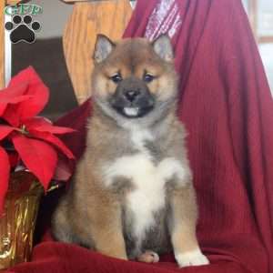 Jingle, Shiba Inu Puppy